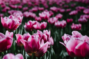 Pink tulips 2 Pink tulips 2