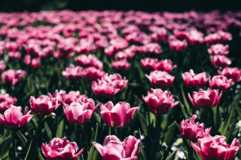Pink tulips 3 Pink tulips 3