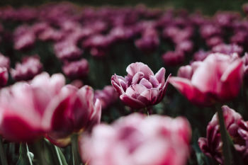 Pink tulips 4 Pink tulips 4