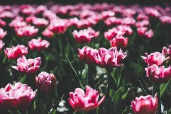 Pink tulips 5 Pink tulips 5