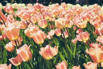 pink tulips blooms at daytime pink tulips blooms at daytime