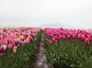 pink tulips field at daytime pink tulips field at daytime