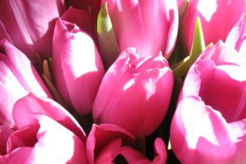Pink Tulips Flower Pink Tulips Flower