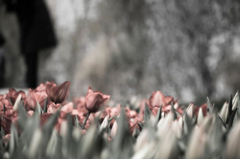 pink tulips grayscale photography pink tulips grayscale photography