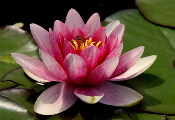 Pink Water Lilies Pink Water Lilies
