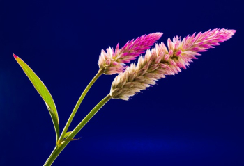 Pink Yellow and Green Flower Pink Yellow and Green Flower