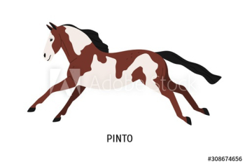 Pinto breed horse flat vector illustration