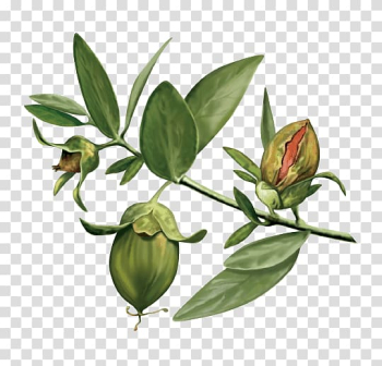 Pistachio nut , Jojoba oil Vegetable oil Organic food, oil transparent background PNG clipart
