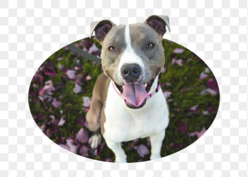 Pit Bull png dog badge | Free PNG - rawpixel Pit Bull png dog badge | Free PNG - rawpixel