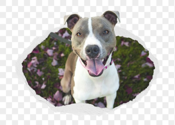 Pit Bull png dog sticker, | Free PNG - rawpixel Pit Bull png dog sticker, | Free PNG - rawpixel