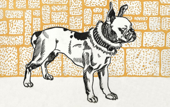 Pitbull Terrier (1912) print in high | Free Photo Illustration - rawpixel Pitbull Terrier (1912) print in high | Free Photo Illustration - rawpixel