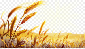 Pizza Wheat Food Dough Wallpaper - Golden wheat field Pizza Wheat Food Dough Wallpaper - Golden wheat field