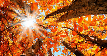 Places to see leaves change color near Louisville this fall