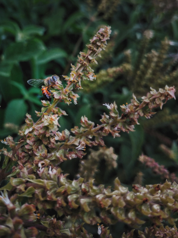 Plant Plant