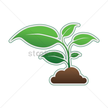 Plant Plant