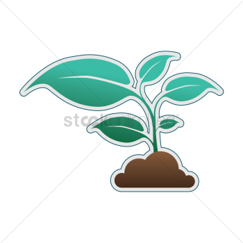 Plant Plant