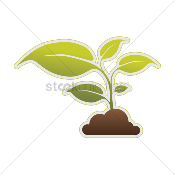 Plant Plant