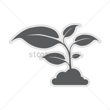 Plant Plant