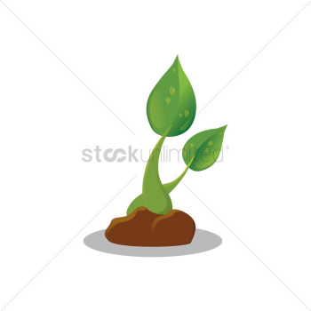 Plant Plant