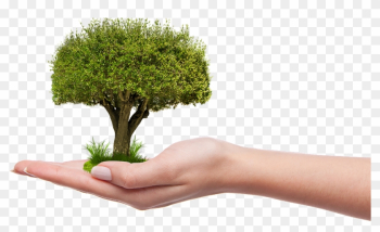 Plant A Tree Png Plant A Tree Png