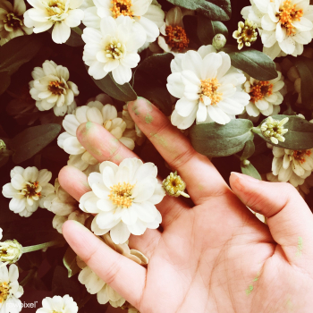 Plant aerial botanic | Free stock photo - 71190 Plant aerial botanic | Free stock photo - 71190