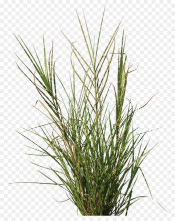 Plant Bamboo Lawn Texture mapping Vetiver - Aquatic plants Plant Bamboo Lawn Texture mapping Vetiver - Aquatic plants