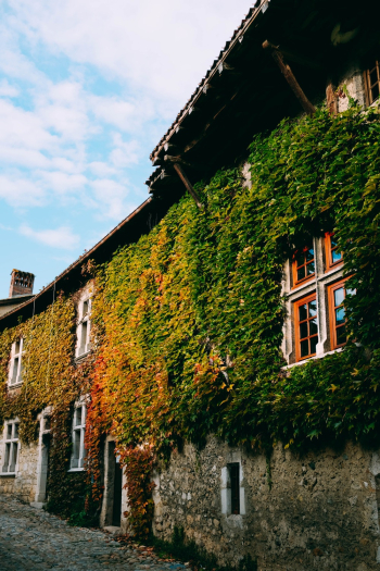 Plant Covered Walls Plant Covered Walls
