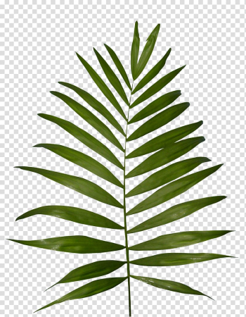 Plant Fern Frond , vegetation transparent background PNG clipart Plant Fern Frond , vegetation transparent background PNG clipart