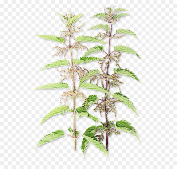 plant flower leaf tree flowering plant plant flower leaf tree flowering plant