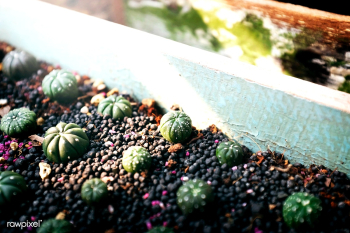 Plant flowerpot beginning | Free stock photo - 69299 Plant flowerpot beginning | Free stock photo - 69299