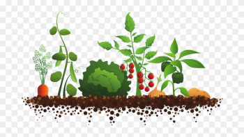 Plant Garden Clipart - Vegetable Garden Illustration