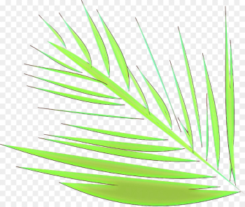 plant grass grass family leaf line plant grass grass family leaf line