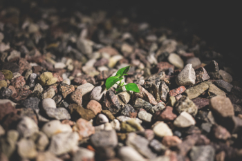 Plant growing between the rocks 2 Plant growing between the rocks 2