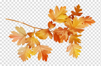 Plant Leaf Flower , autumn leaves transparent background PNG clipart