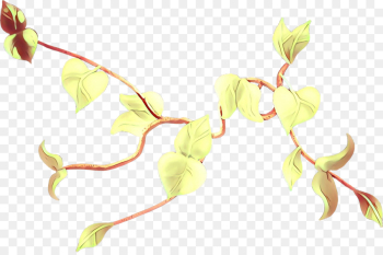 plant leaf flower plant stem pedicel plant leaf flower plant stem pedicel