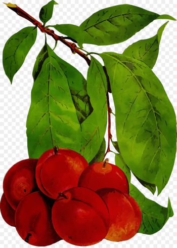 plant leaf flower tree fruit