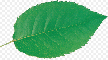 Plant Leaf - green leaf Plant Leaf - green leaf