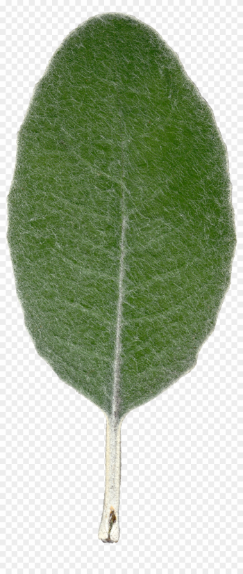 Plant Leaf Texture Front View By Hhh316 - Leaf Texture Plant Leaf Texture Front View By Hhh316 - Leaf Texture