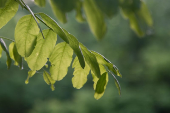 Plant leaves | Free Photo - rawpixel Plant leaves | Free Photo - rawpixel