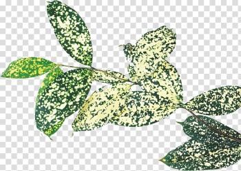 Plant Leaves Leaf Advertising Tree, Leaves transparent background PNG clipart Plant Leaves Leaf Advertising Tree, Leaves transparent background PNG clipart