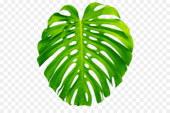 Plant Leaves Leaf Swiss cheese plant - tropical Plant Leaves Leaf Swiss cheese plant - tropical