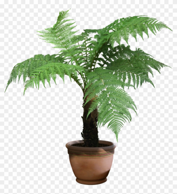 Plant Png Image, Potted Flower - Tree Fern Png