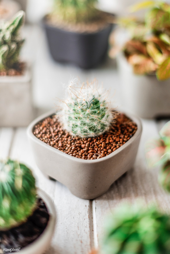 Plant relax beginning | Free stock photo - 67950 Plant relax beginning | Free stock photo - 67950