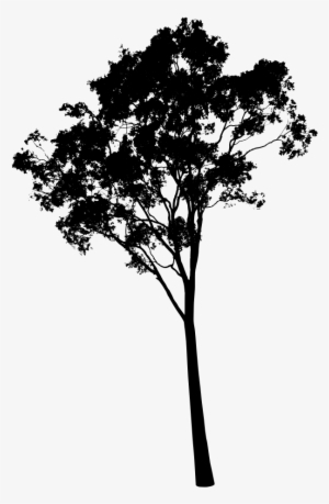 Plant Silhouette PNG, Transparent Plant Silhouette PNG Image Free ...