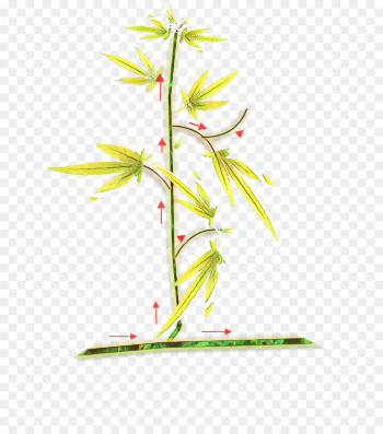 Plant Stem, Flower, Leaf, Plant PNG Plant Stem, Flower, Leaf, Plant PNG