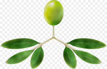 Plant stem Fruit Leaf Plants - Plant stem Fruit Leaf Plants -