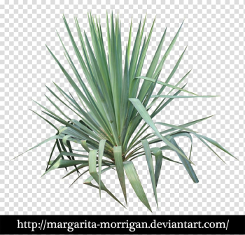 Plant stem Leaf Yucca, yucca transparent background PNG clipart Plant stem Leaf Yucca, yucca transparent background PNG clipart