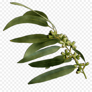 Plant stem Plants - Plant stem Plants -
