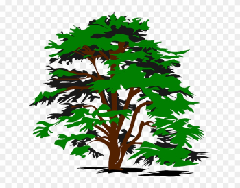 Plant Tree, Color, Green, Nature, Plant - Cedar Tree Clip Art Plant Tree, Color, Green, Nature, Plant - Cedar Tree Clip Art