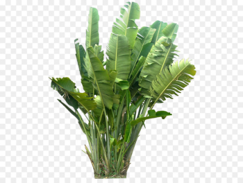 Plant Tropics - jungle 